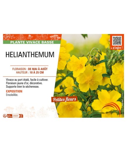 HELIANTHEMUM (jaune)