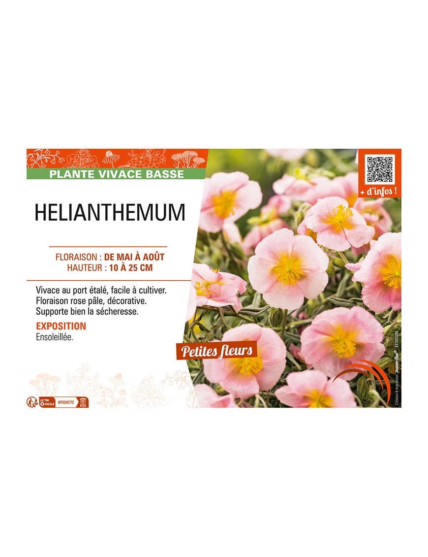 HELIANTHEMUM (rose)