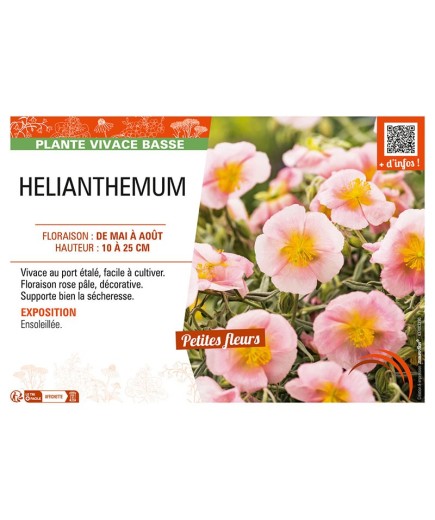 HELIANTHEMUM (rose)