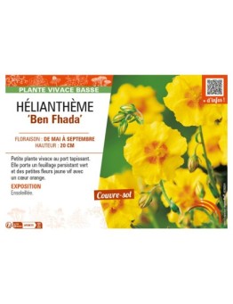HELIANTHEMUM Ben Fhada