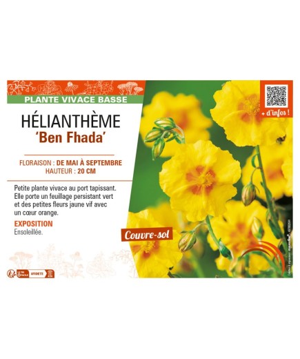 HELIANTHEMUM Ben Fhada