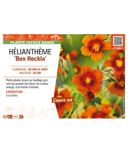 HELIANTHEMUM Ben Heckla