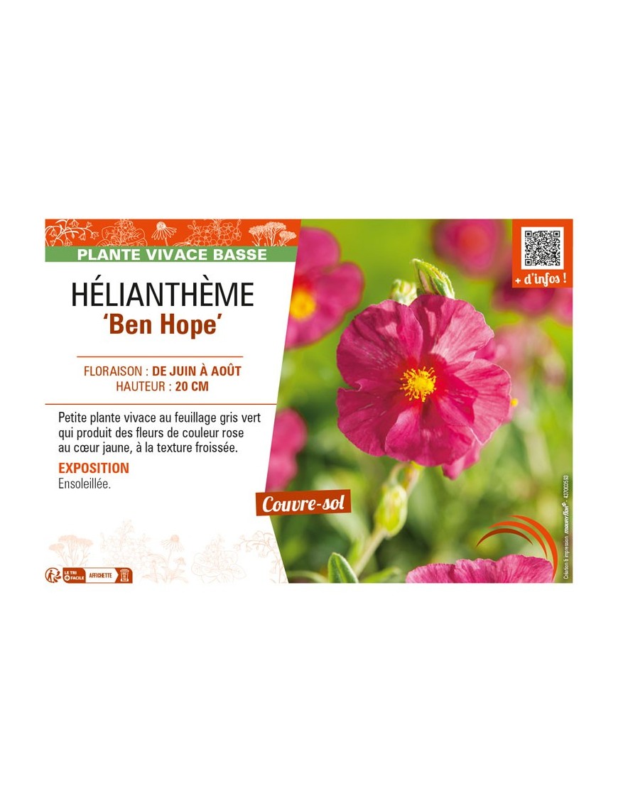 HELIANTHEMUM Ben Hope