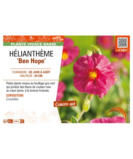 HELIANTHEMUM Ben Hope