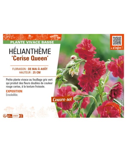 HELIANTHEMUM Cerise Queen