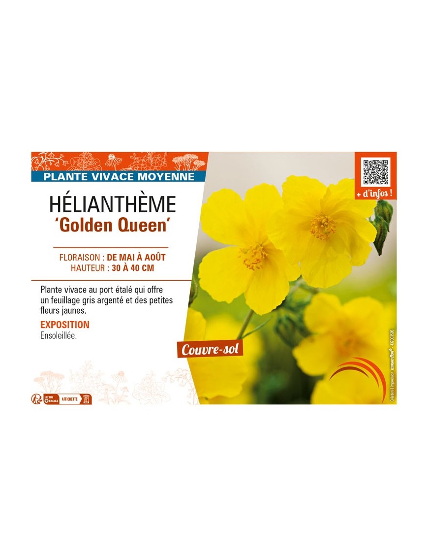 HELIANTHEMUM Golden Queen