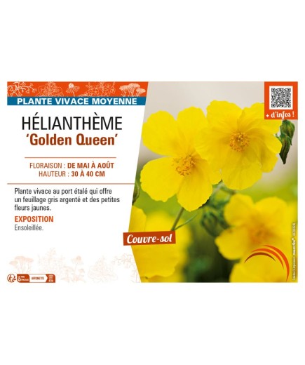 HELIANTHEMUM Golden Queen