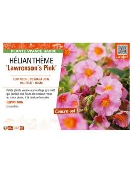 HELIANTHEMUM Lawrenson's Pink