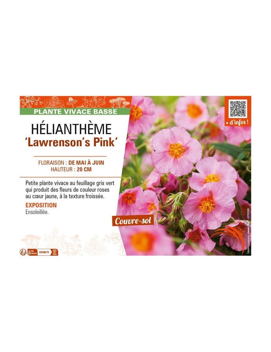 HELIANTHEMUM Lawrenson's Pink