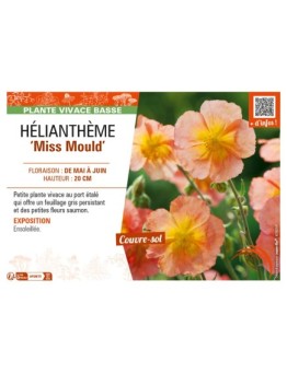 HELIANTHEMUM Miss Mould