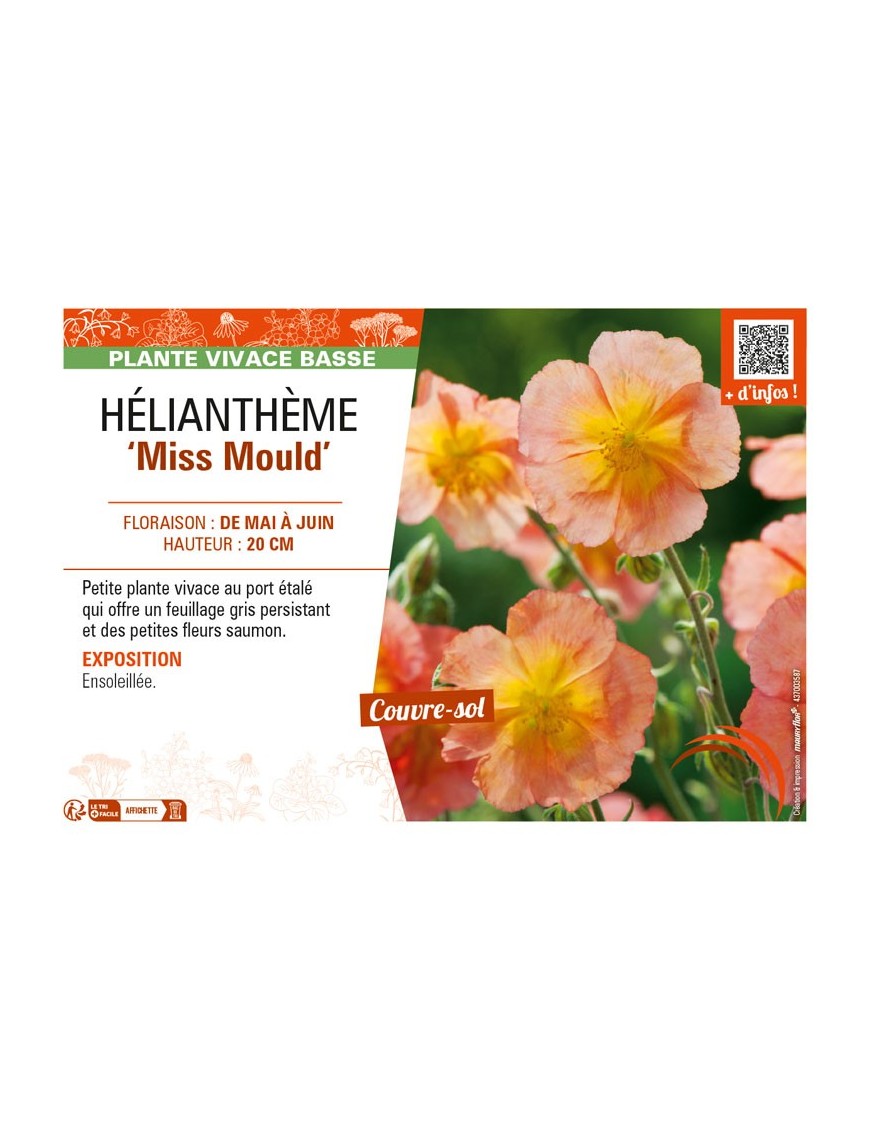 HELIANTHEMUM Miss Mould