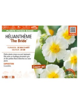 HELIANTHEMUM The Bride