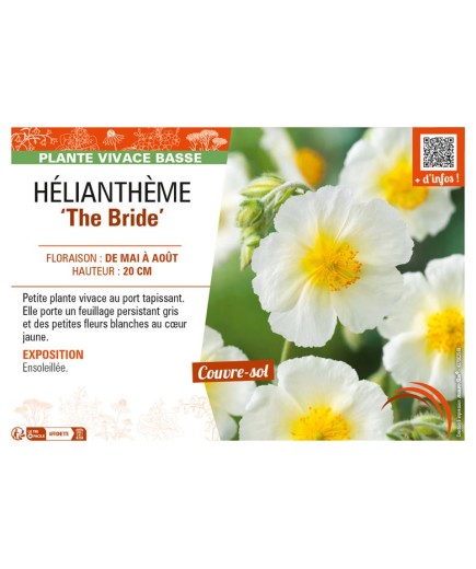 HELIANTHEMUM The Bride