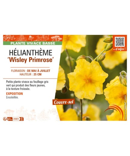 HELIANTHEMUM Wisley Primrose