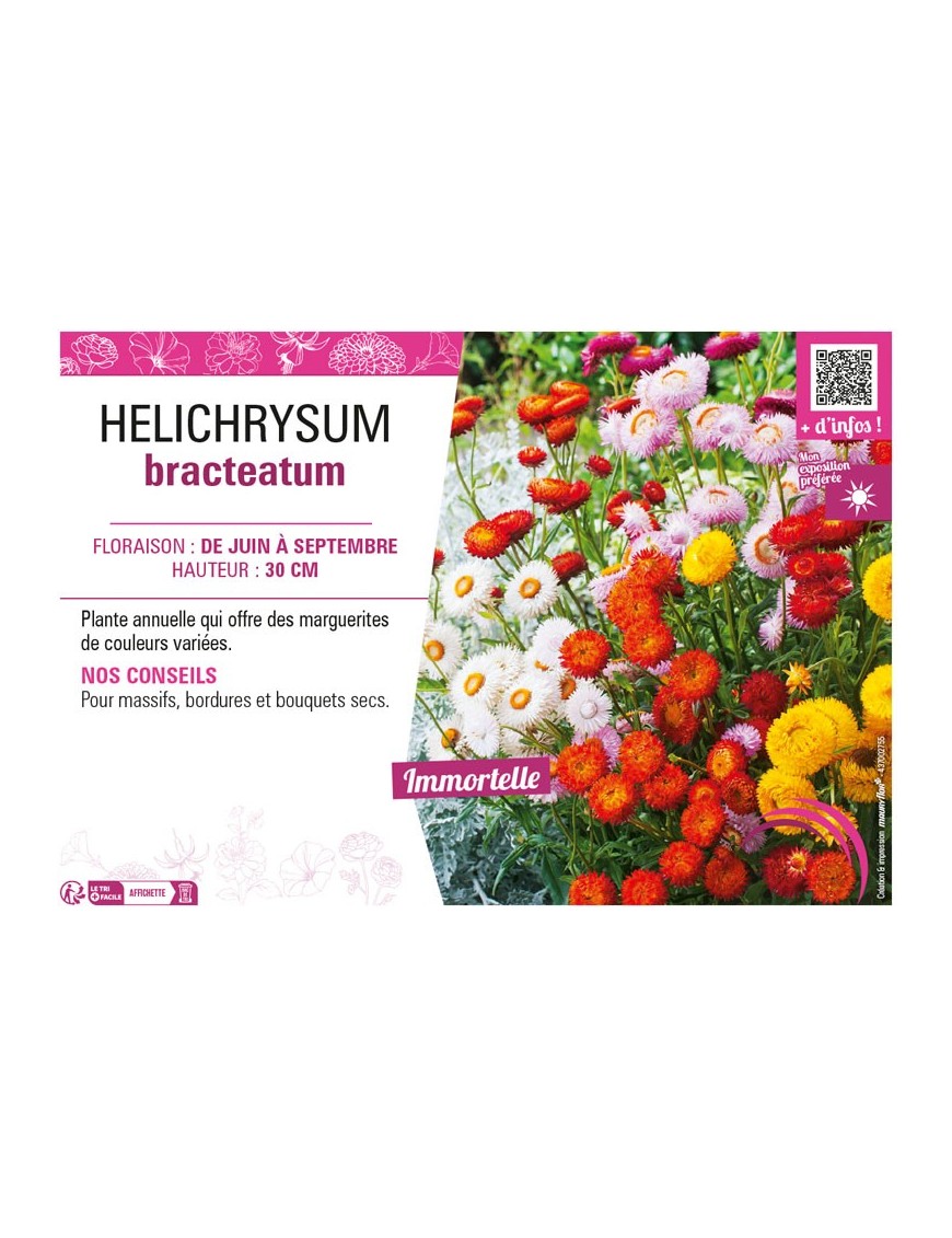 HELICHRYSUM BRACTEATUM
