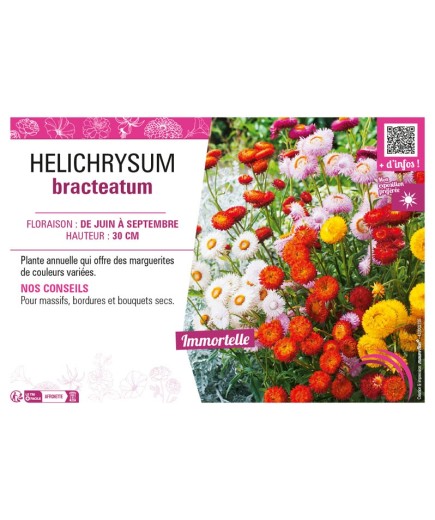HELICHRYSUM BRACTEATUM