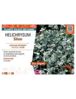 HELICHRYSUM SILVER