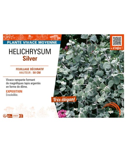 HELICHRYSUM SILVER
