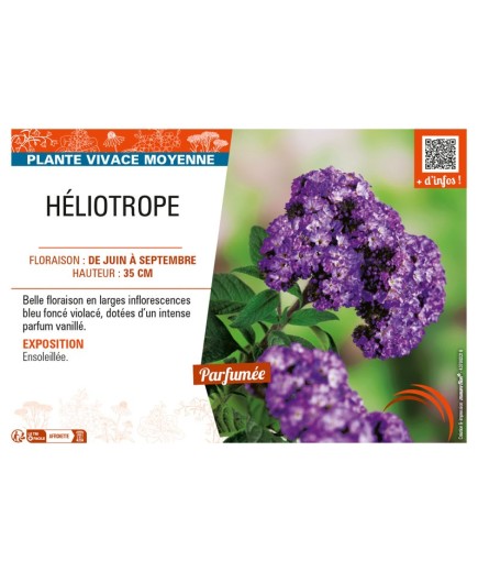 HÉLIOTROPE