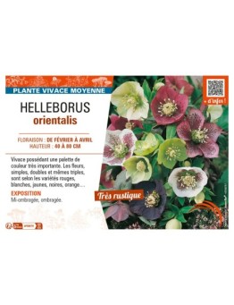 HELLEBORUS ORIENTALIS