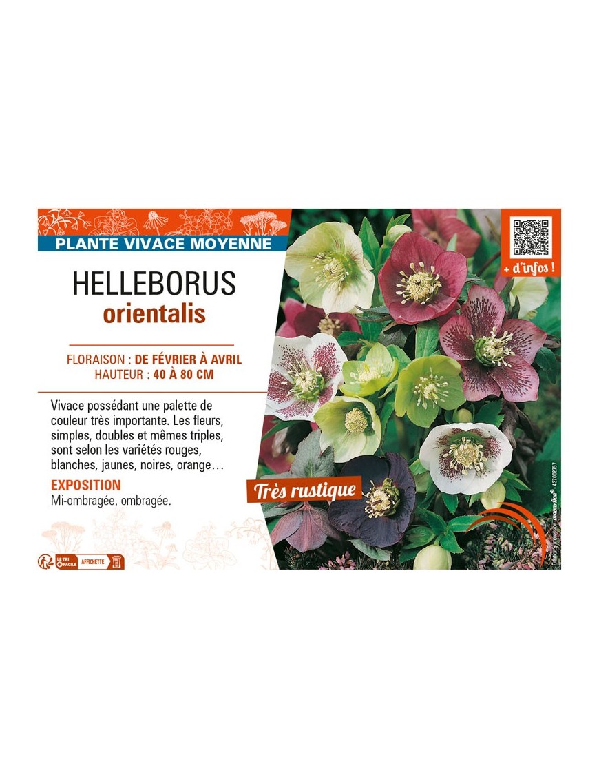 HELLEBORUS ORIENTALIS