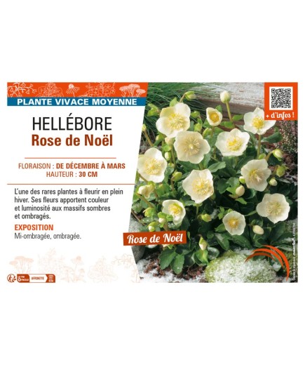 HELLEBORUS ROSE DE NOËL
