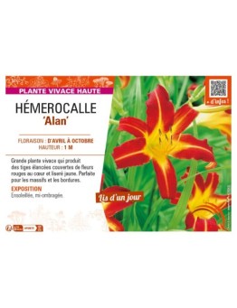 HEMEROCALLIS Alan
