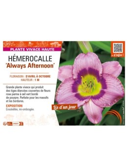 HEMEROCALLIS Always Afternoon