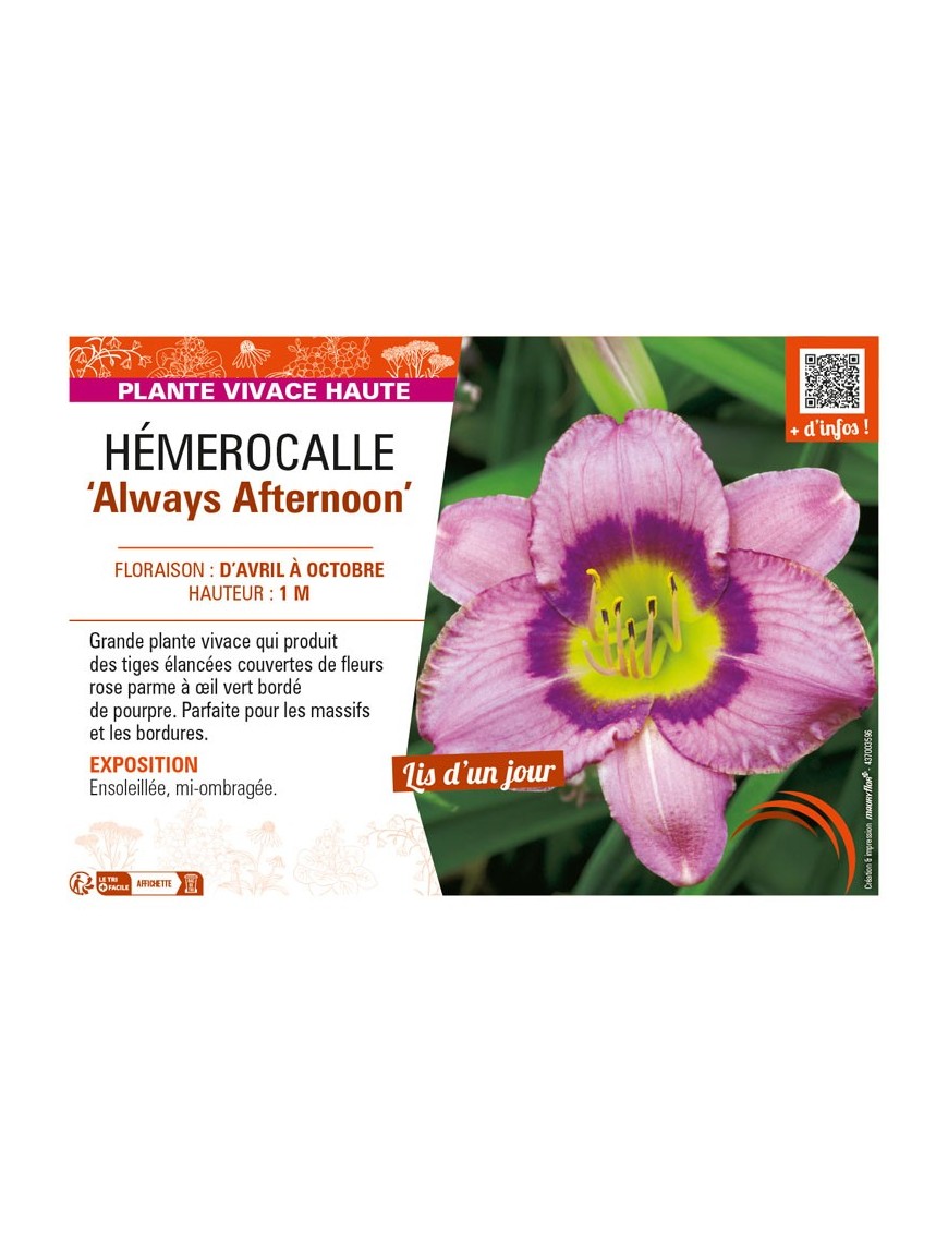 HEMEROCALLIS Always Afternoon