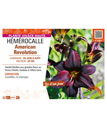 HEMEROCALLIS AMERICAN REVOLUTION