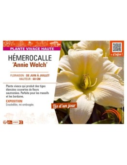 HEMEROCALLIS Annie Welch