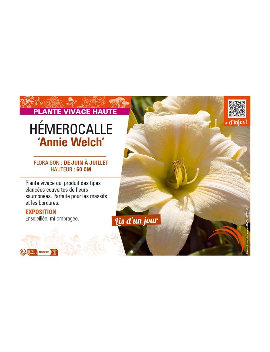 HEMEROCALLIS Annie Welch