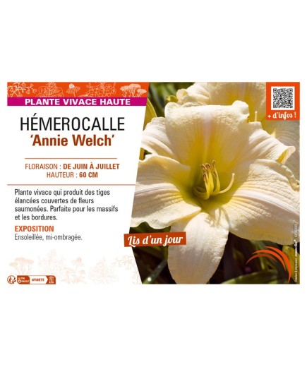 HEMEROCALLIS Annie Welch