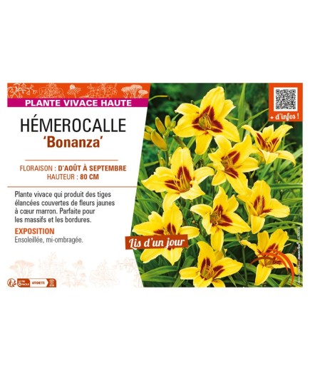 HEMEROCALLIS Bonanza