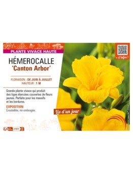 HEMEROCALLIS Canton Arbor