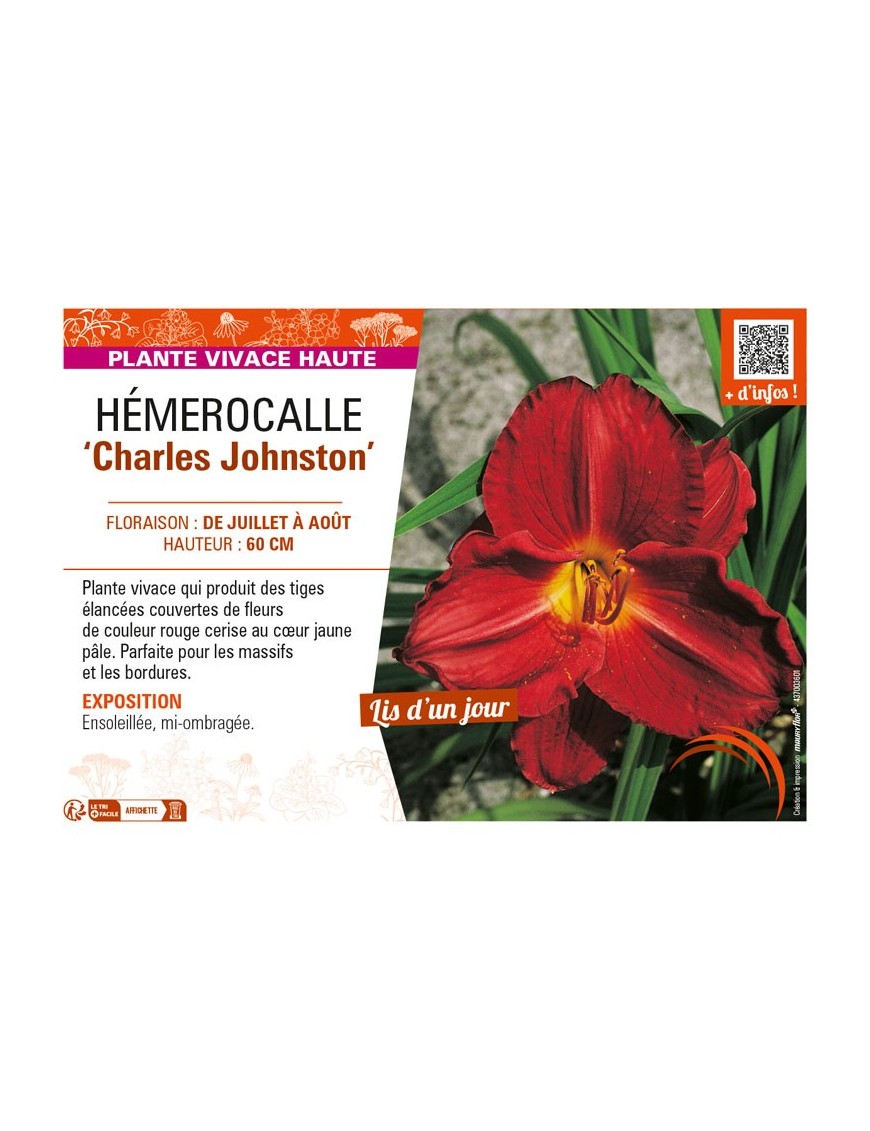 HEMEROCALLIS Charles Johnston