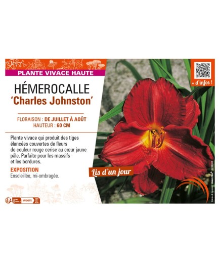 HEMEROCALLIS Charles Johnston