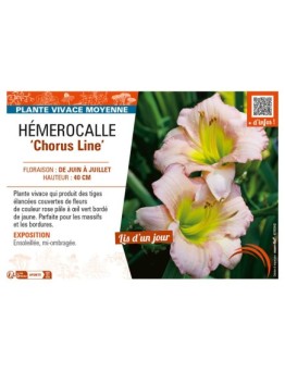 HEMEROCALLIS Chorus Line'