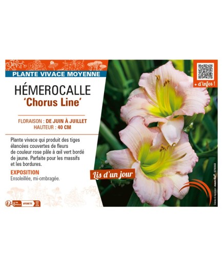 HEMEROCALLIS Chorus Line'