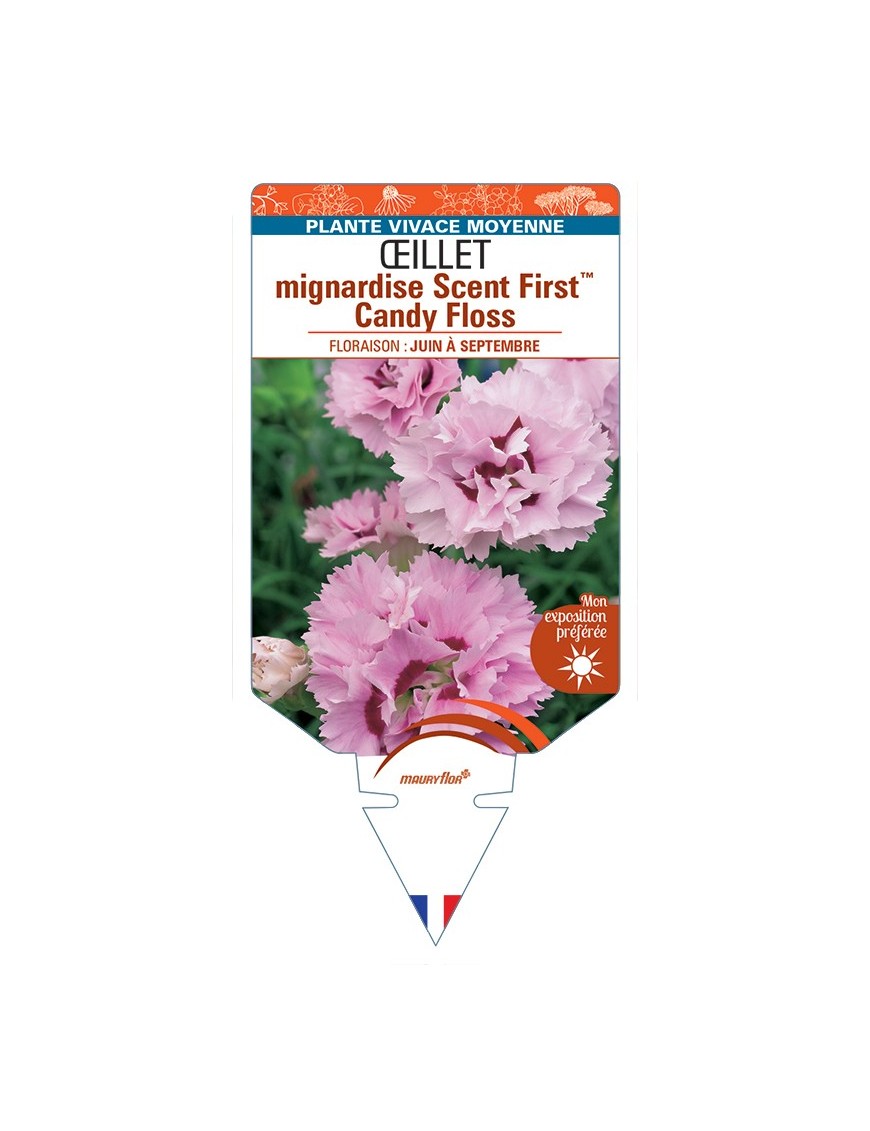 DIANTHUS plumarius Scent FirstTM Candy Floss voir Œillet mignardise