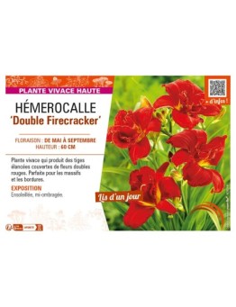 HEMEROCALLIS Double Firecracker