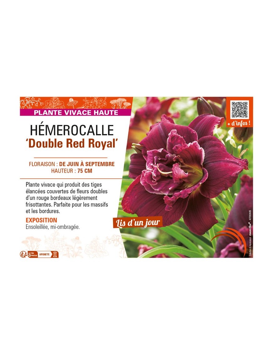 HEMEROCALLIS Double Red Royal