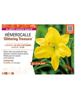 HEMEROCALLIS Glittering Treasure