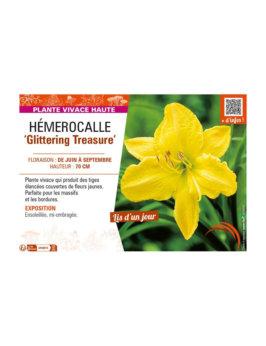 HEMEROCALLIS Glittering Treasure