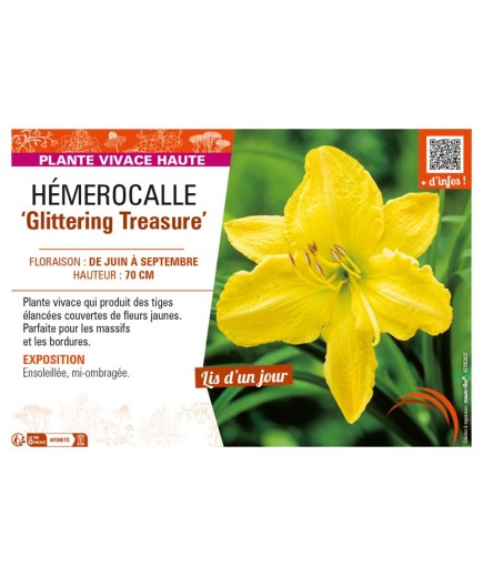 HEMEROCALLIS Glittering Treasure
