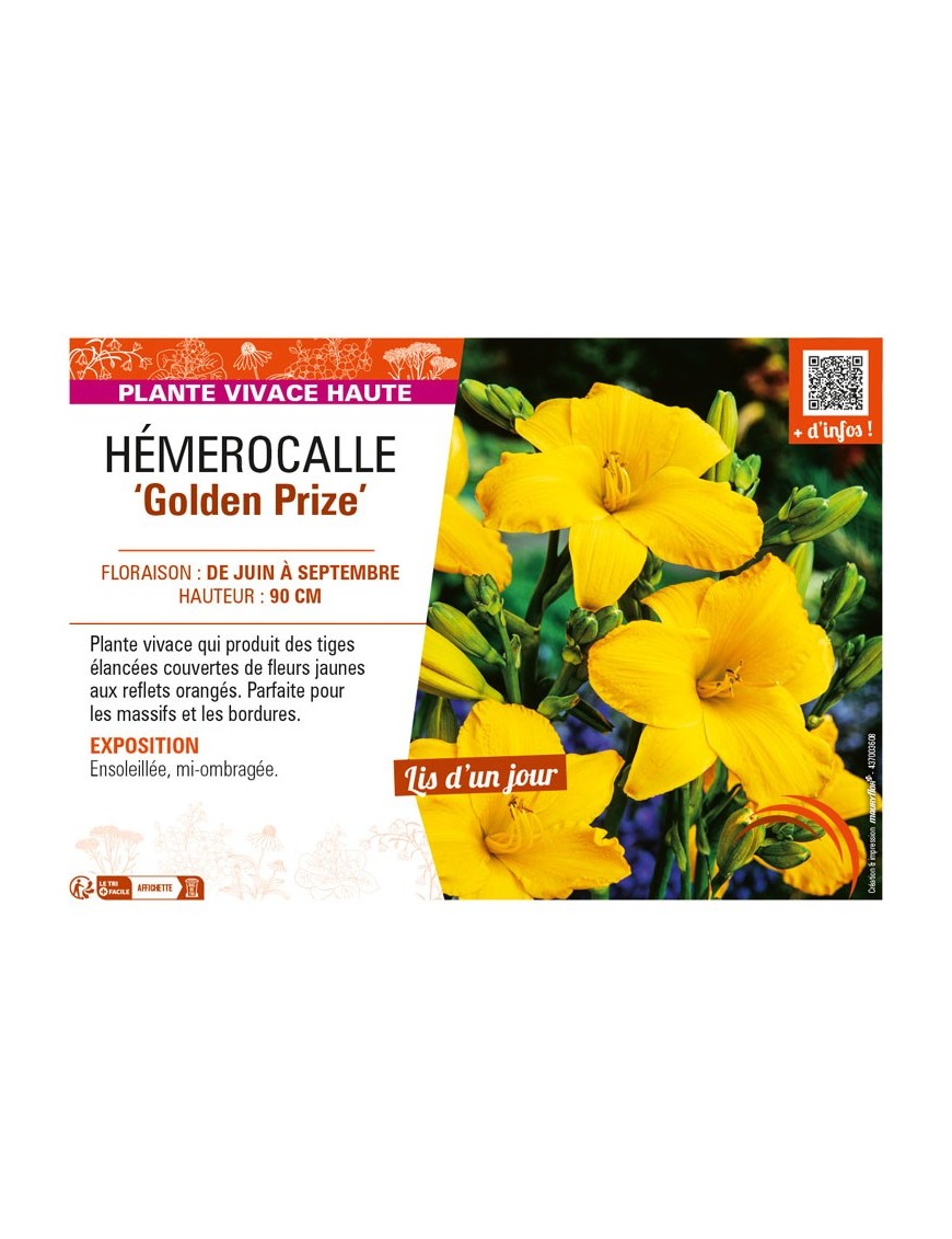 HEMEROCALLIS Golden Prize
