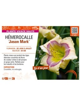 HEMEROCALLIS Jason Mark