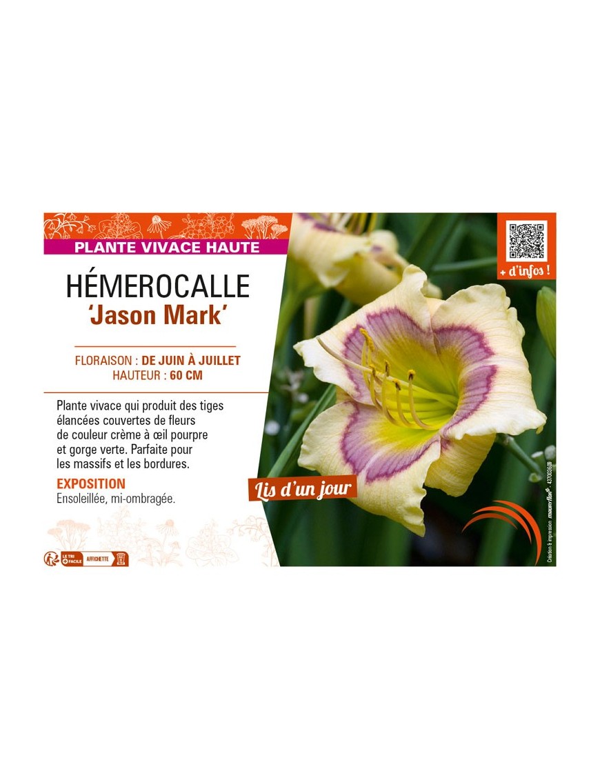 HEMEROCALLIS Jason Mark