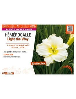 HEMEROCALLIS LIGHT THE WAY