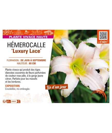 HEMEROCALLIS Luxury Lace
